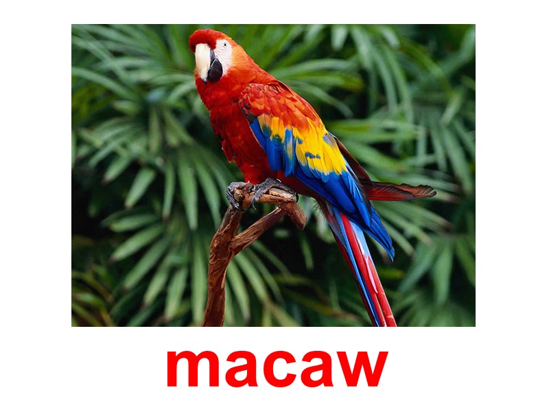 macaw
